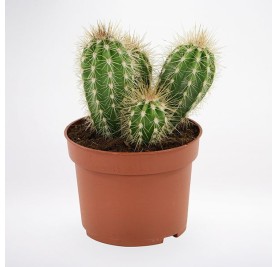 Cactus Plant